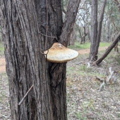 Laetiporus portentosus (White Punk) at Splitters Creek, NSW - 22 Sep 2021 by Darcy