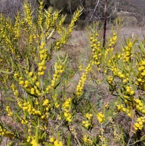 Acacia lanigera var. lanigera at Theodore, ACT - 22 Sep 2021