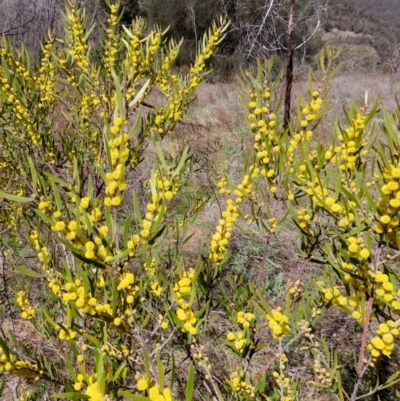 Acacia lanigera var. lanigera (Woolly Wattle, Hairy Wattle) at Tuggeranong Hill - 22 Sep 2021 by owenh