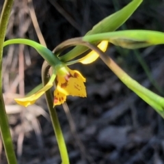 Diuris nigromontana (Black Mountain Leopard Orchid) at Aranda Bushland - 23 Sep 2021 by KMcCue