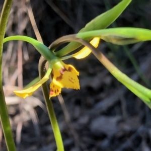 Diuris nigromontana at Holt, ACT - 23 Sep 2021