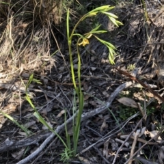 Diuris nigromontana at Holt, ACT - 23 Sep 2021