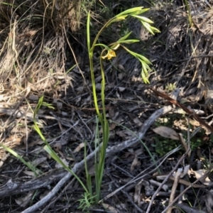 Diuris nigromontana at Holt, ACT - 23 Sep 2021