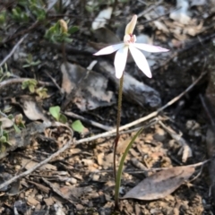 Caladenia fuscata (Dusky Fingers) at Aranda Bushland - 23 Sep 2021 by KMcCue