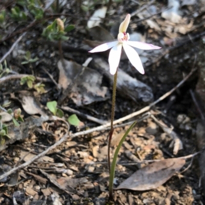 Caladenia fuscata (Dusky Fingers) at Aranda Bushland - 23 Sep 2021 by KMcCue