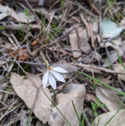 Caladenia fuscata (Dusky Fingers) at Splitters Creek, NSW - 22 Sep 2021 by Darcy