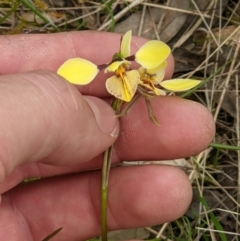 Diuris sp. (hybrid) (Hybrid Donkey Orchid) at Wodonga, VIC - 23 Sep 2021 by ChrisAllen