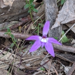 Glossodia major (Wax Lip Orchid) at Splitters Creek, NSW - 23 Sep 2021 by Darcy