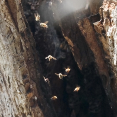 Apis mellifera (European honey bee) at Gossan Hill - 23 Sep 2021 by AlisonMilton