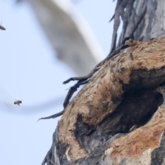 Apis mellifera at Bruce, ACT - 23 Sep 2021 12:25 PM