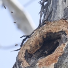 Apis mellifera at Bruce, ACT - 23 Sep 2021 12:25 PM