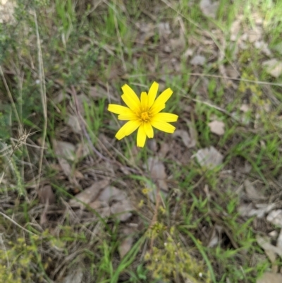 Microseris walteri (Yam Daisy, Murnong) at Castle Creek, VIC - 23 Sep 2021 by ChrisAllen