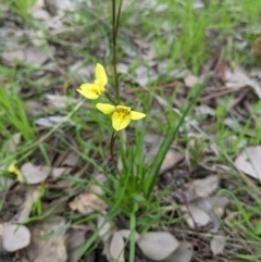 Diuris chryseopsis (Golden Moth) at Castle Creek, VIC - 23 Sep 2021 by ChrisAllen