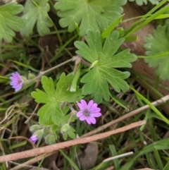 Geranium molle subsp. molle (Cranesbill Geranium) at West Wodonga, VIC - 23 Sep 2021 by ChrisAllen