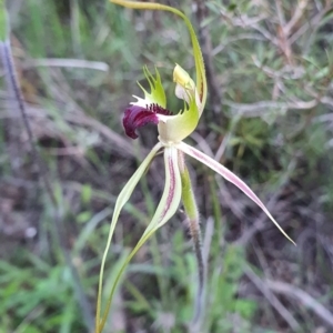 Caladenia atrovespa at Downer, ACT - suppressed