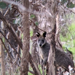 Wallabia bicolor (Swamp Wallaby) at Hamilton Valley, NSW - 23 Sep 2021 by Darcy