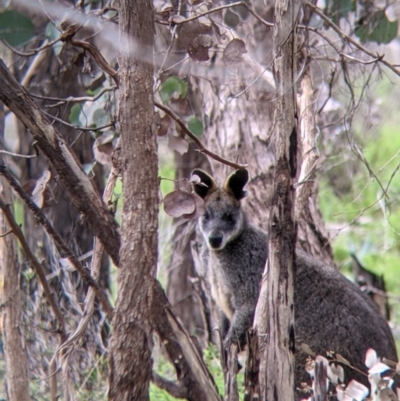 Wallabia bicolor (Swamp Wallaby) at Hamilton Valley, NSW - 23 Sep 2021 by Darcy