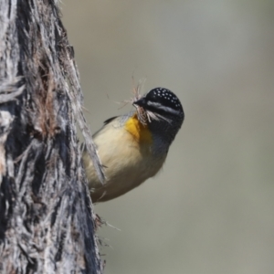 Pardalotus punctatus at Bruce, ACT - 23 Sep 2021