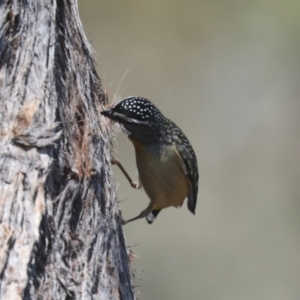 Pardalotus punctatus at Bruce, ACT - 23 Sep 2021