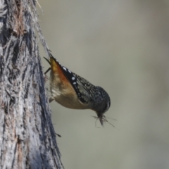 Pardalotus punctatus at Bruce, ACT - 23 Sep 2021