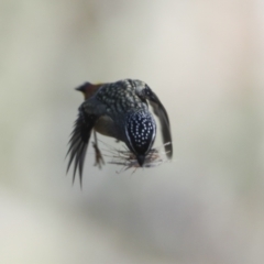 Pardalotus punctatus at Bruce, ACT - 23 Sep 2021