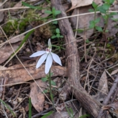 Caladenia fuscata (Dusky Fingers) at Hamilton Valley, NSW - 23 Sep 2021 by Darcy