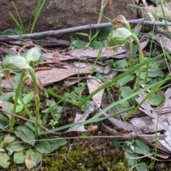 Pterostylis nutans (Nodding Greenhood) at Splitters Creek, NSW - 23 Sep 2021 by Darcy