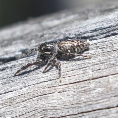 Sandalodes sp. (genus) (Unidentified Sandalodes) at Bruce, ACT - 23 Sep 2021 by AlisonMilton