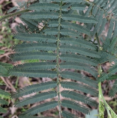 Acacia dealbata subsp. dealbata (Silver Wattle) at Splitters Creek, NSW - 23 Sep 2021 by Darcy