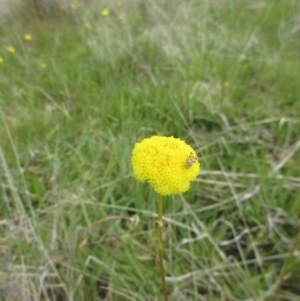 Craspedia variabilis at Holt, ACT - suppressed