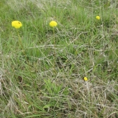 Craspedia variabilis at Holt, ACT - suppressed