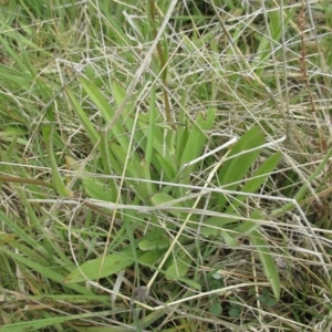 Craspedia variabilis at Holt, ACT - suppressed