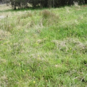 Craspedia variabilis at Holt, ACT - suppressed