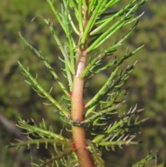 Myriophyllum crispatum (Water Millfoil) at Dunlop, ACT - 23 Sep 2021 by pinnaCLE