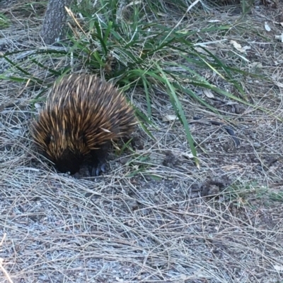 Tachyglossus aculeatus (Short-beaked Echidna) at Evans Head, NSW - 23 Sep 2021 by Claw055