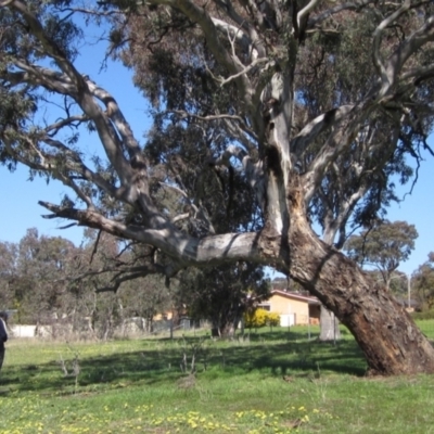 Eucalyptus blakelyi (Blakely's Red Gum) at Dunlop Grasslands - 23 Sep 2021 by pinnaCLE