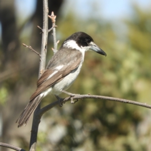 Cracticus torquatus at Murrumbateman, NSW - 23 Sep 2021 01:34 PM