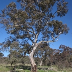 Eucalyptus blakelyi (Blakely's Red Gum) at Dunlop Grasslands - 23 Sep 2021 by pinnaCLE