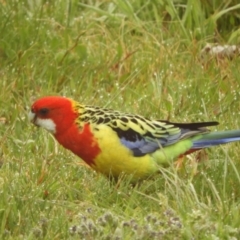 Platycercus eximius (Eastern Rosella) at Murrumbateman, NSW - 22 Sep 2021 by SimoneC