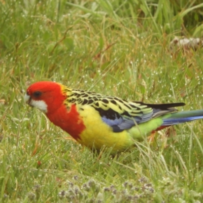 Platycercus eximius (Eastern Rosella) at Murrumbateman, NSW - 22 Sep 2021 by SimoneC