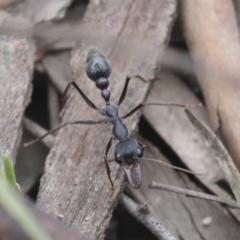 Myrmecia pyriformis (A Bull ant) at Bruce, ACT - 23 Sep 2021 by AlisonMilton