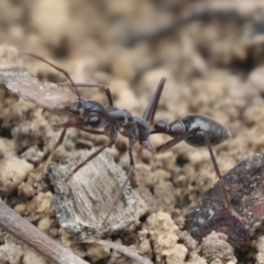 Myrmecia pyriformis at Bruce, ACT - 23 Sep 2021 11:35 AM