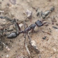 Myrmecia pyriformis at Bruce, ACT - 23 Sep 2021 11:35 AM