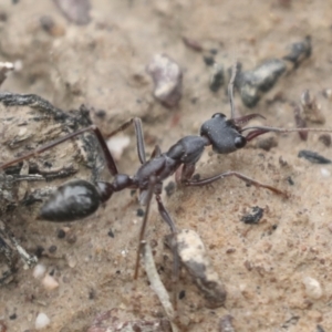 Myrmecia pyriformis at Bruce, ACT - 23 Sep 2021 11:35 AM