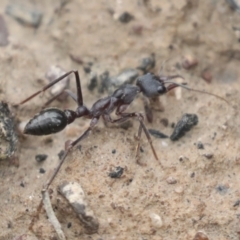 Myrmecia pyriformis at Bruce, ACT - 23 Sep 2021 11:35 AM