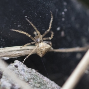 Araneinae (subfamily) at Higgins, ACT - 12 Sep 2021