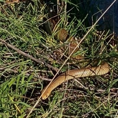 Pseudonaja textilis (Eastern Brown Snake) at Mitchell, ACT - 23 Sep 2021 by Intineratingfamily