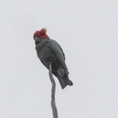 Callocephalon fimbriatum (Gang-gang Cockatoo) at Gossan Hill - 23 Sep 2021 by AlisonMilton