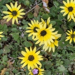 Arctotheca calendula (Capeweed, Cape Dandelion) at Hamilton Valley, NSW - 23 Sep 2021 by Darcy