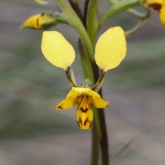 Diuris nigromontana (Black Mountain Leopard Orchid) at Bruce Ridge to Gossan Hill - 23 Sep 2021 by AlisonMilton